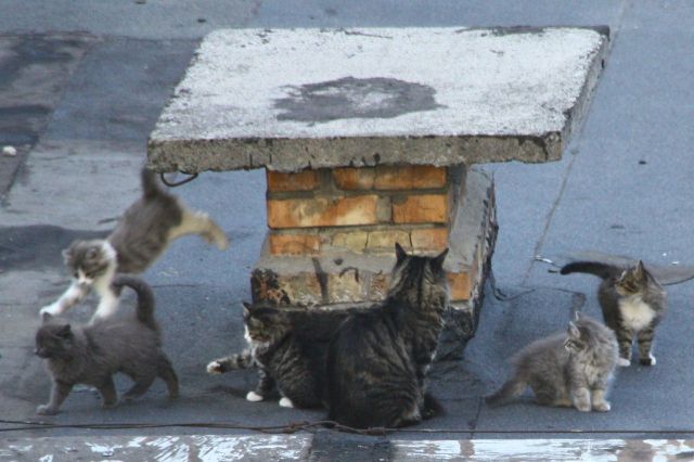 Слатки и смешни животни 21