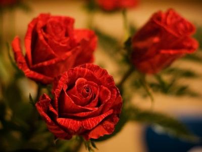 Најубавата ружа