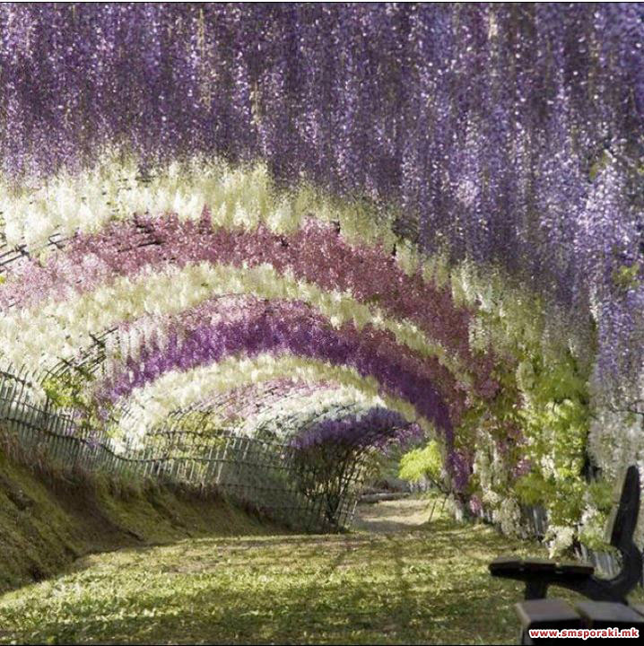 Kawachi Fuji градината